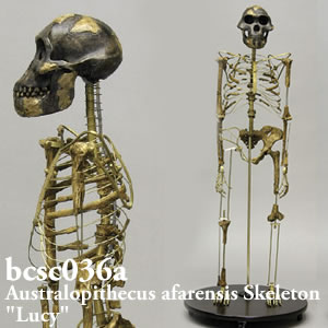 bcsc036a BCSC036A Bone Clones ボーンクローン