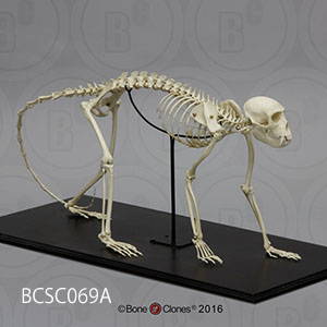 bcsc069a BCSC069A Bone Clones ボーンクローン