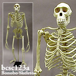 ボノボ全身骨格模型 BCSC123A Bone Clones ボーンクローン