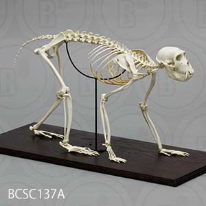 bcsc137a BCSC137A Bone Clones ボーンクローン