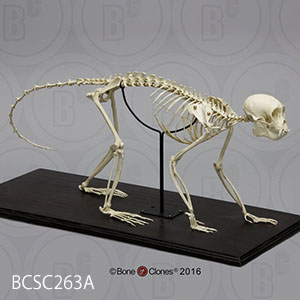 bcsc263a BCSC263A Bone Clones ボーンクローン