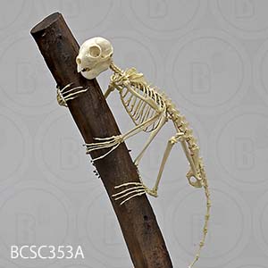 bcsc353a BCSC353A Bone Clones ボーンクローン