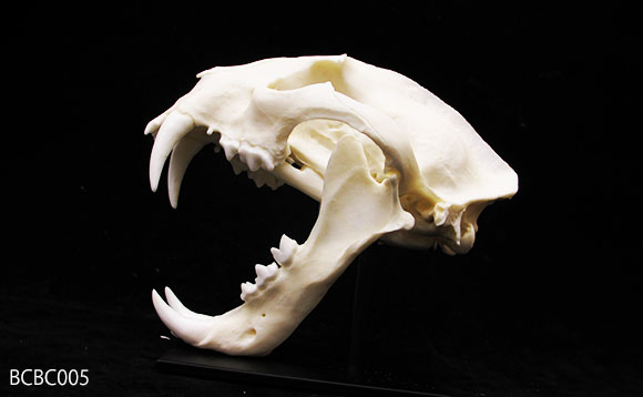 ウンピョウの頭蓋骨模型（オス）BCBC005を側面から見る。
