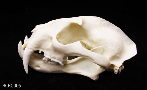 ウンピョウの頭蓋骨模型（オス）BCBC005を側面から見る。-2