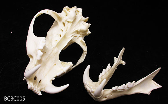 ウンピョウの頭蓋骨模型（オス）BCBC005を分解して置いた様子。