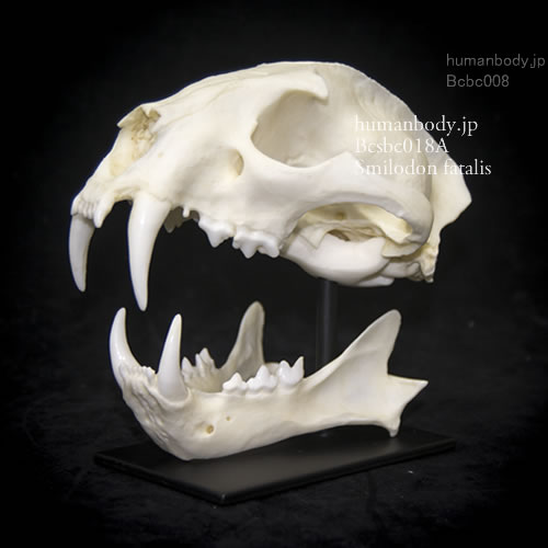BCSBC018A このサーベルガイガー・スミロドンの頭蓋骨は下顎骨が分離しています。
