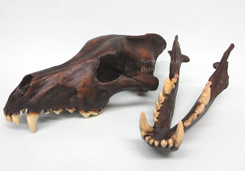 ダイアウルフの頭蓋骨レプリカ、分解の様子