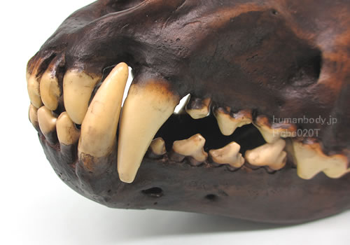 ダイアウルフの頭蓋骨レプリカ、歯牙部拡大