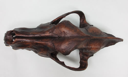 ダイアウルフ、カニス・ディルスの頭蓋骨レプリカを上から見る