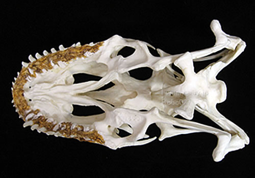 コモドドラゴン・コモドオオトカゲの頭骨。
