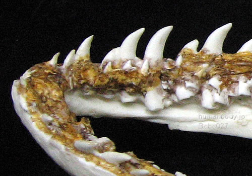 コモドドラゴン・コモドオオトカゲのレプリカ。下顎の歯牙の様子。