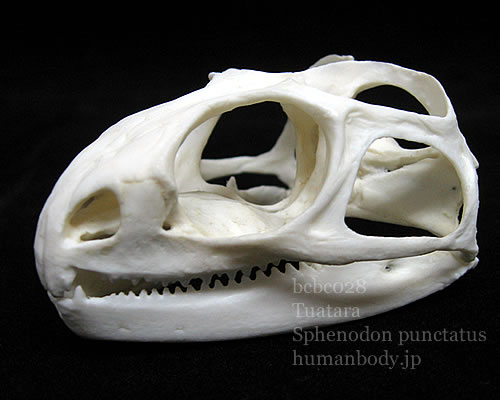 ムカシトカゲの頭蓋骨レプリカ側面