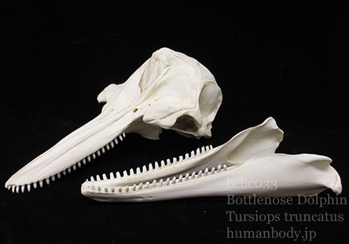 イルカの頭蓋骨レプリカの下顎を分離して展示した状態