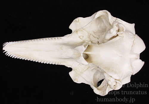 イルカの頭蓋骨レプリカ外頭蓋底