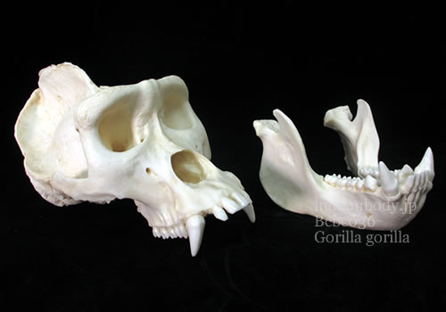 ゴリラの頭骨と下顎骨。外頭蓋底と下顎を観察。