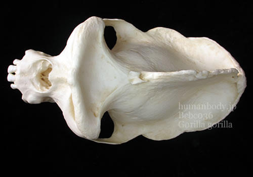 ゴリラの頭蓋骨を上方から観察。