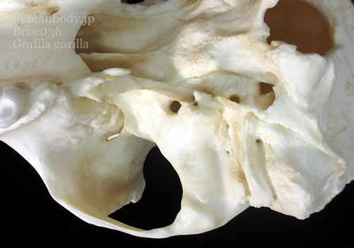 ゴリラの頭骨外頭蓋底の一部