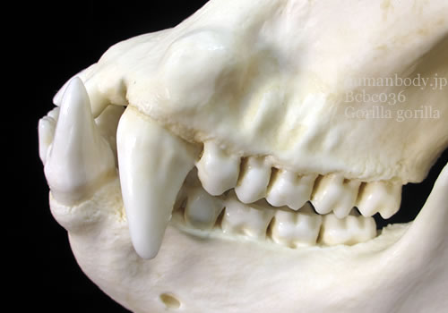 ゴリラの頭蓋骨レプリカ、歯牙の拡大写真。