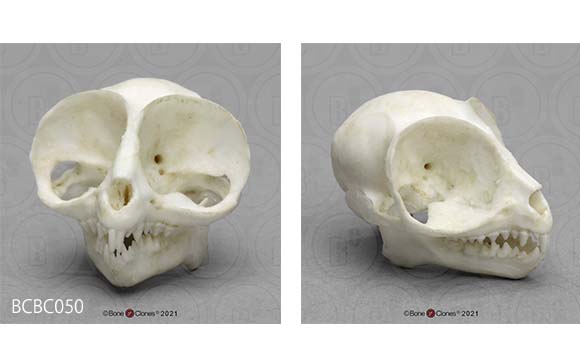 BCBC050 メガネザルの頭蓋骨。特徴的な眼窩は頭蓋骨でも確認できます。