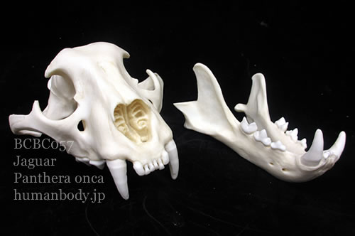ジャガーの頭骨レプリカを2分解して設置した様子。下顎骨が分るする。