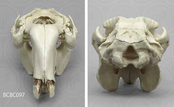 ジュゴン頭蓋骨レプリカ、正面と背面です。 BCBC097