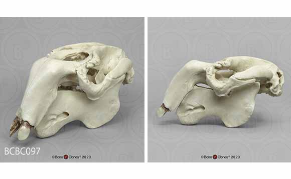 ジュゴン頭蓋骨レプリカ、左。 BCBC097