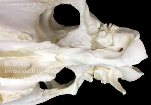 bcbc125 ウマ頭蓋骨模型の外頭蓋底の一部