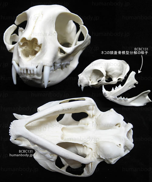 猫の頭蓋骨模型BCBC131の写真。下顎は分離します。