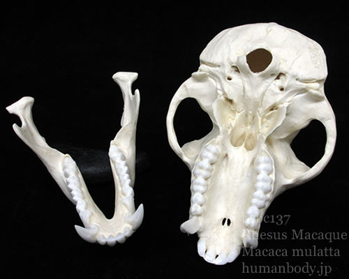 アカゲザルの頭蓋骨を分解して外頭蓋底を観察