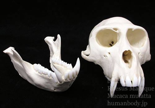 アカゲザル頭蓋骨模型2分解の状態