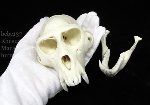 アカゲザルの頭蓋骨標本を精密に再現した頭蓋骨を実際に手に乗せた様子