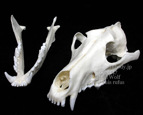 アメリカアカオオカミの頭蓋骨標本のレプリカ。2分解の展示。