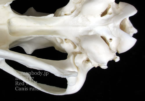 アメリカアカオオカミの頭蓋骨標本のレプリカ。外頭蓋底側からの観察。