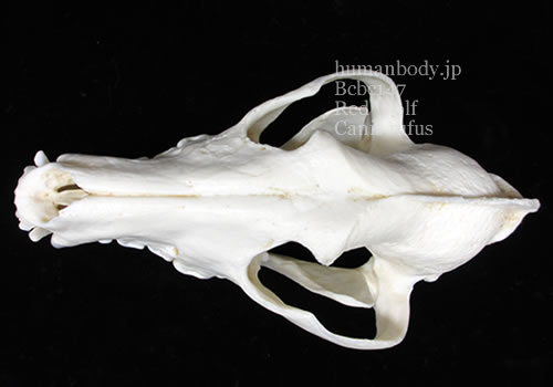 アメリカアカオオカミの頭蓋骨標本のレプリカ。上方から観察。