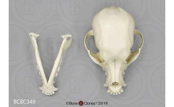 BCBC349 ディア―ヘッドチワワの頭蓋骨で泉門、下顎を確認。