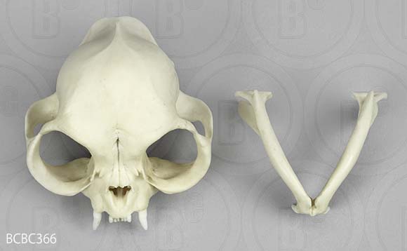 ペルシャ猫の頭蓋骨模型BCBC366の写真。下顎は分離します。