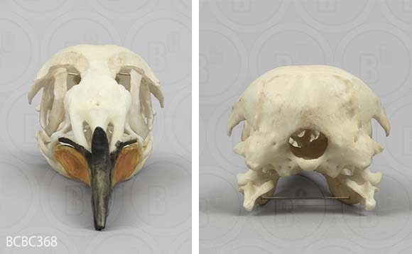 オウサマペンギン、キングペンギンの頭蓋骨レプリカ。bcbc368