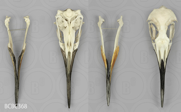 オウサマペンギン、キングペンギンの頭蓋骨レプリカは2分解です。 BCBC073