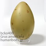 アメリカシロヅルのたまごレプリカ。鳥の卵模型36個セットBCKO400-5