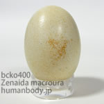 ナゲキバトのたまごレプリカ。鳥の卵模型36個セットBCKO400-7