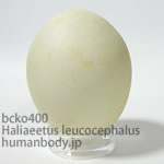 ハクトウワシのたまごレプリカ。鳥の卵模型36個セットBCKO400-10