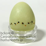 メキシコマシコのたまごレプリカ。鳥の卵模型36個セットBCKO400-14
