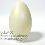 カナダガンのたまごレプリカ。鳥の卵模型36個セットBCKO400-17