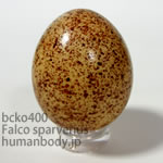 アメリカチョウゲンボウのたまごレプリカ。鳥の卵模型36個セットBCKO400-22