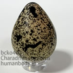 フタオビチドリのたまごレプリカ。鳥の卵模型36個セットBCKO400-23