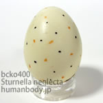 ニシマキバドリのたまごレプリカ。鳥の卵模型36個セットBCKO400-25