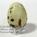 マネシツグミのたまごレプリカ。鳥の卵模型36個セットBCKO400-26