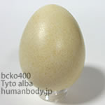 メンフクロウのたまごレプリカ。鳥の卵模型36個セットBCKO400-28