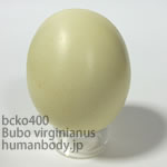 アメリカワシミミズクのたまごレプリカ。鳥の卵模型36個セットBCKO400-29
