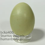 ホシムクドリのたまごレプリカ。鳥の卵模型36個セットBCKO400-33